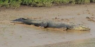 15-year-old boy dragged away by crocodile in Sampur