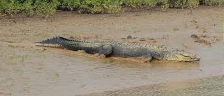 15-year-old boy dragged away by crocodile in Sampur