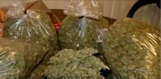 Two suspects arrested while smuggling Kerala cannabis worth over Rs. 42 million