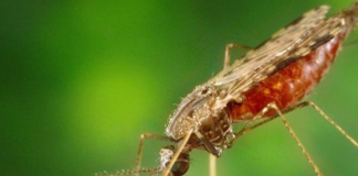 A malaria vaccine has proved to be 77% effective in early trials