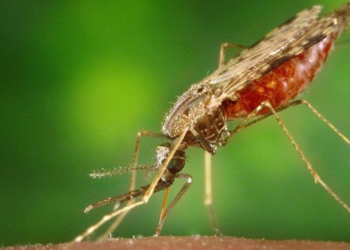 A malaria vaccine has proved to be 77% effective in early trials