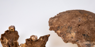 A New type of ancient human has been discovered in Israel, according to archaeologists