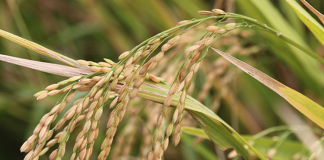 Nadu paddy from farmers at Rs 55