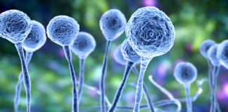 Cases of ‘black fungus’ infections have been reported from the Colombo National Hospital, and the Kurunegala and Ratnapura areas