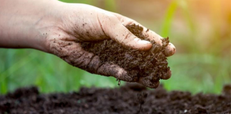 The Government has decided to suspend the import of organic fertilizer