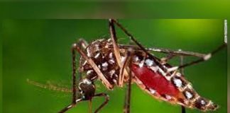 A special anti-dengue program tomorrow and the day after