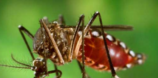 Rise in dengue cases dengue