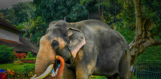 ‘Nadungamuwa Raja’ dies