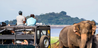 Tourists visiting national parks allowed to pay in dollars
