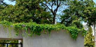 New vice chancellor appointed to Jayewardenepura University